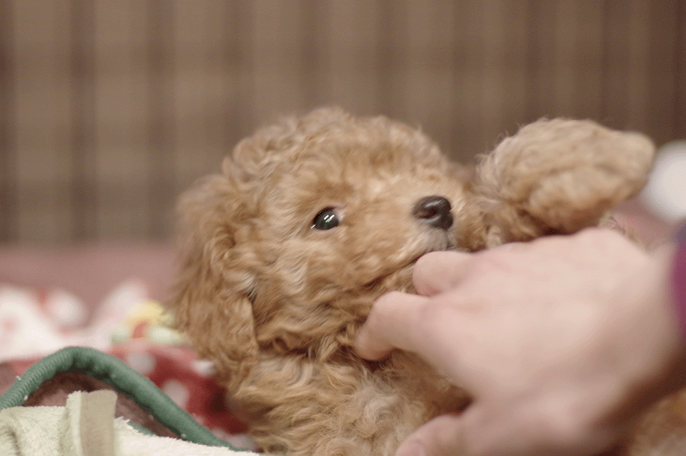 犬が壁紙をかじって破いた 修復はどうする 子犬の記念日