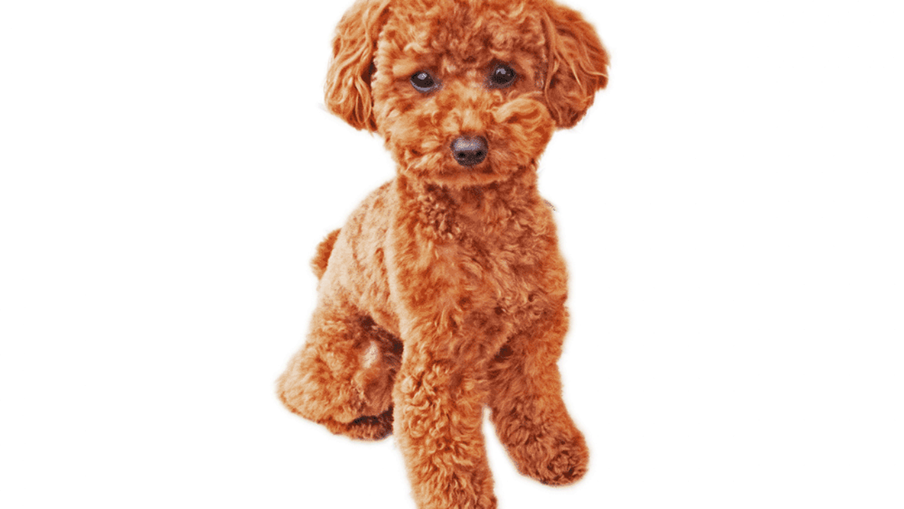 トイプードルってどんな犬 トイプードルの性格は 寿命は 特徴を調べてみた 子犬の記念日