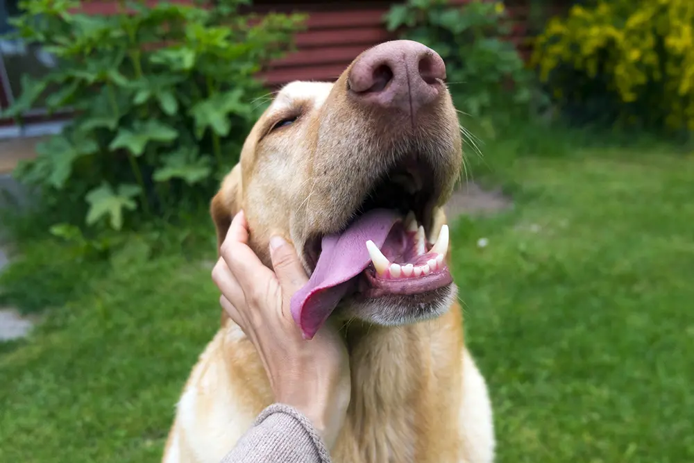 子犬のご褒美は おやつ いい子 なでる の3つの ほめ をうまく使おう 子犬の記念日