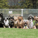 子犬をドッグラン　初めてのデビュー！ワクチンが必須　準備するものやマナーを知っておこう