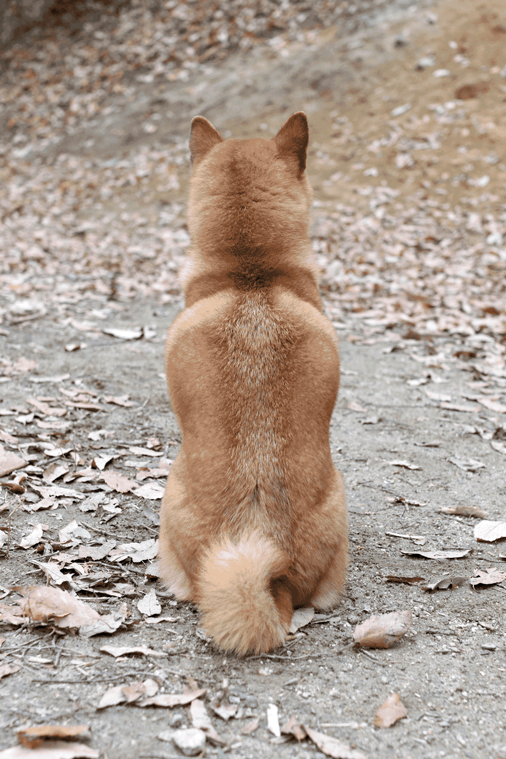 子犬に おすわり をいつから教える しつけがうまくいかない３つの理由 子犬の記念日