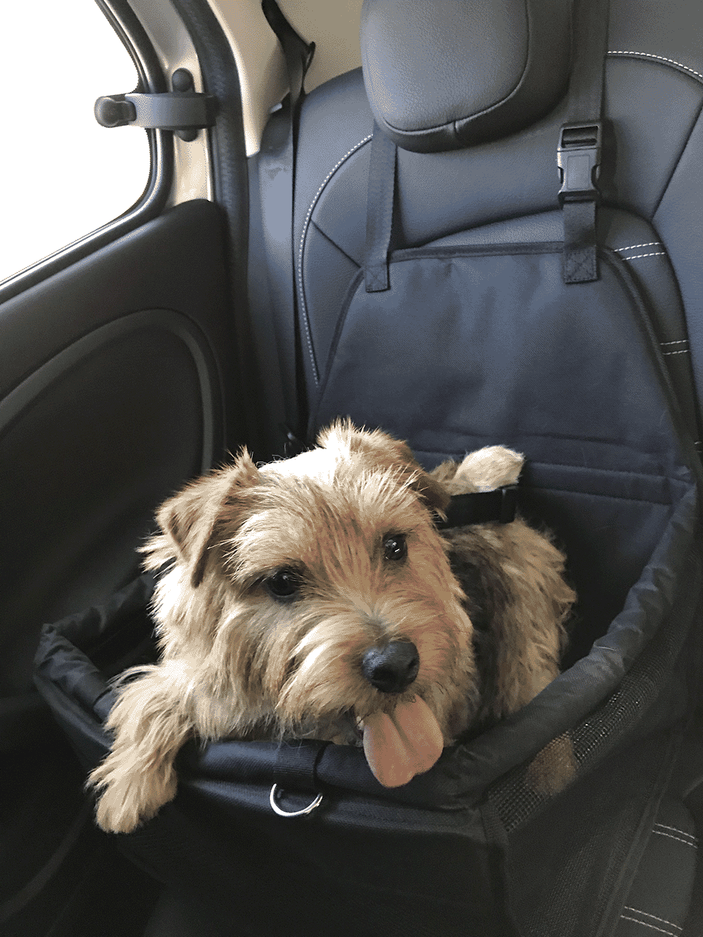「犬用ドライブボックス」の安全性は？ドライブボックスでドライブいけるのか？