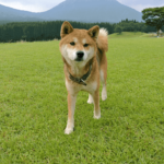 柴犬ってどんな犬？　柴犬の性格は？　特徴を調べてみた　日本固有の最も古い犬種
