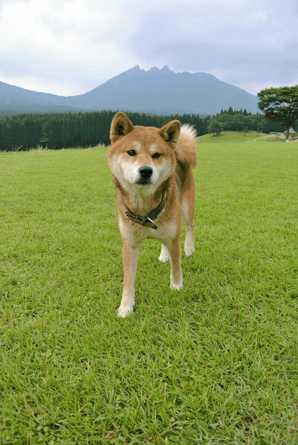 柴犬ってどんな犬？　柴犬の性格は？　特徴を調べてみた　日本固有の最も古い犬種