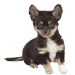チワワってどんな犬？　チワワの寿命や性格は？　毛色の種類がとても多い？　特徴を調べてみた