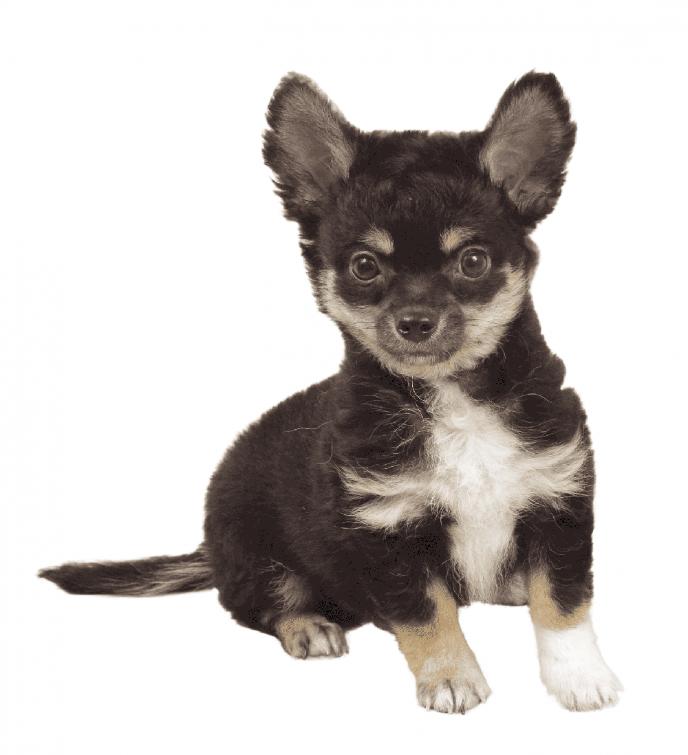 子犬の名前18ランキングを犬種別にまとめてみた 子犬の記念日 子犬の名前18ランキングを犬種別にまとめてみた 子犬の記念日