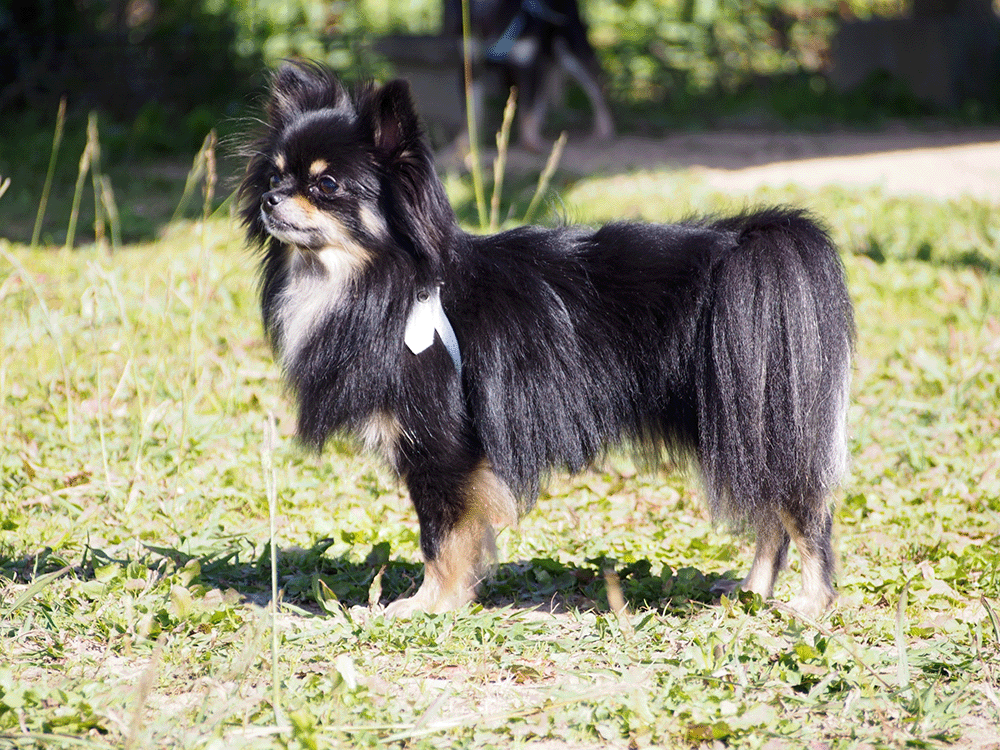 ポメラニアンってどんな犬 ポメラニアンの性格は 特徴を調べてみた 子犬の記念日