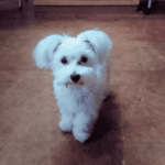 マルチーズってどんな犬？ マルチーズの性格は？ 特徴を調べてみた