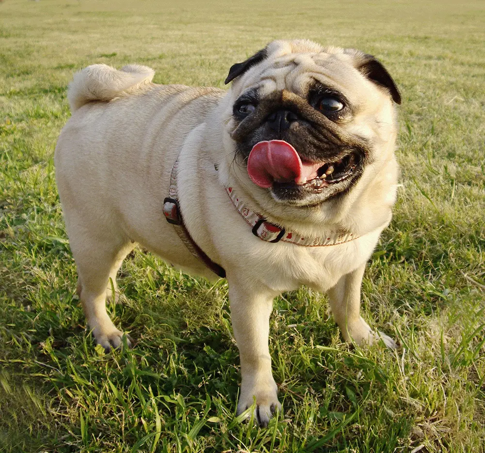 パグを飼う人の特徴とは ぶさかわ犬の魅力 性格悪いの