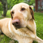 ラブラドールってどんな犬？　ラブラドールの性格は？　特徴を調べてみた