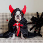 悪魔の異名を持つ犬たち