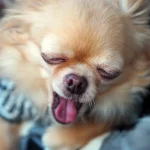 犬のあくびの理由は眠いからだけじゃない！「逆らうつもりはない」のサイン