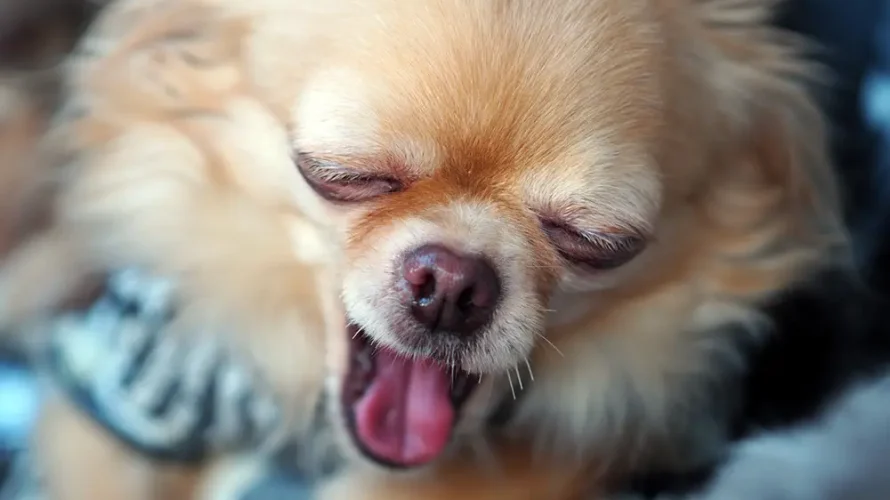 犬のあくびの理由は眠いからだけじゃない！「逆らうつもりはない」のサイン