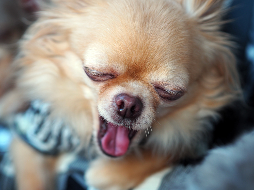 犬のあくびの理由は眠いからだけじゃない 子犬の記念日