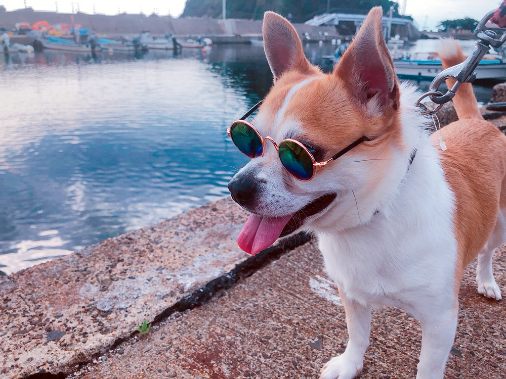 散歩のサングラスはどうする？　犬の散歩では「目から陽に焼ける」日本人の目は、欧米の人の1.66倍の紫外線を浴びている