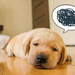 犬が「うつ病」になる原因　３つ