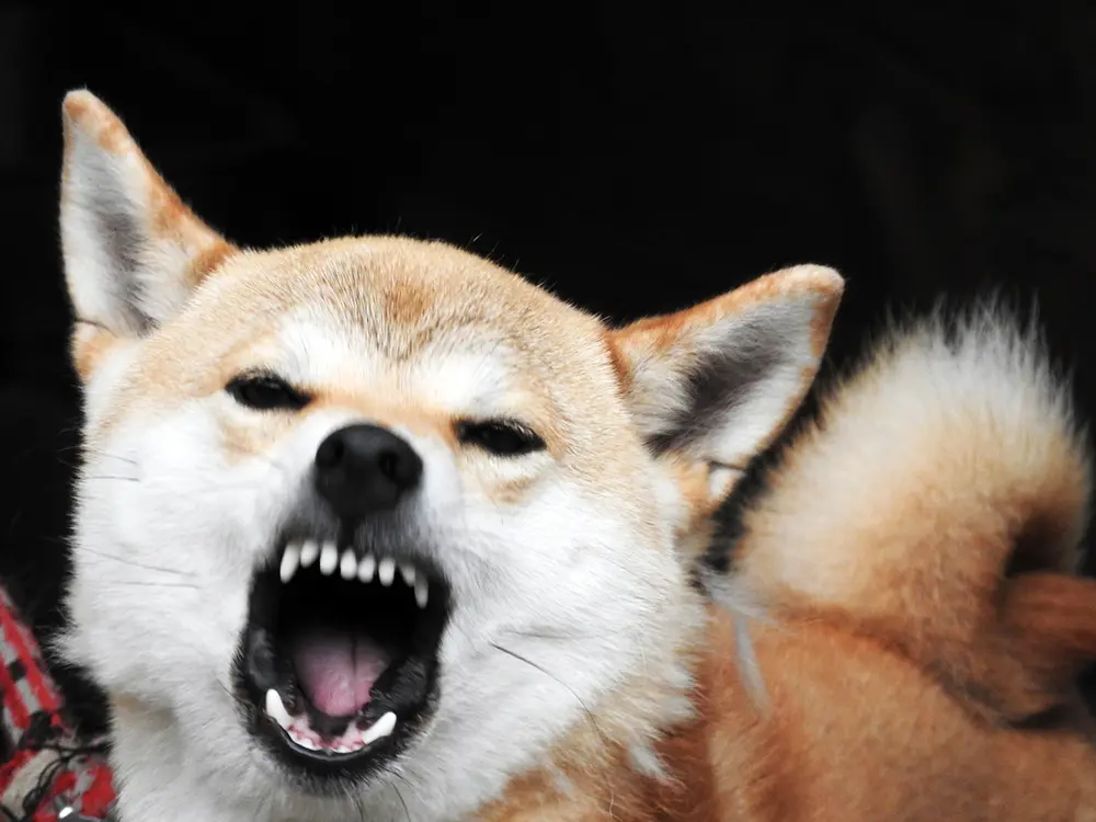 臭わない 毛が抜けない 犬 吠えない犬 飼いにくい 飼いやすいのはどの犬種 臭わない 毛が抜けない 犬 吠えない犬 飼いにくい 飼いやすいのはどの犬種