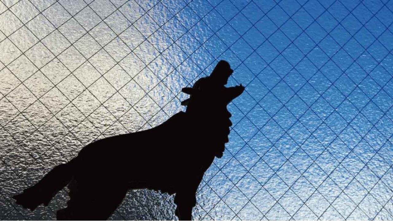 子犬が吠える理由はなに いつから 最良のしつけは飼い主の冷静な無視 子犬の記念日