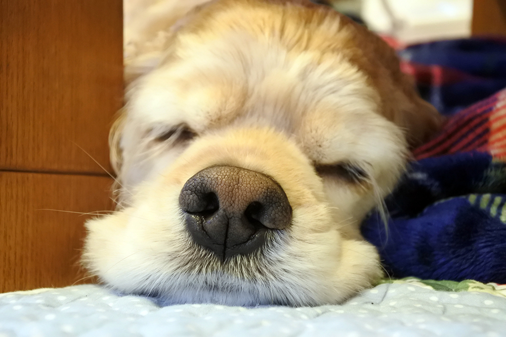 「鼻紋」は、犬の指紋　あなたの愛犬に唯一無二　「鼻紋」を使った個体識別実証実験を開始！