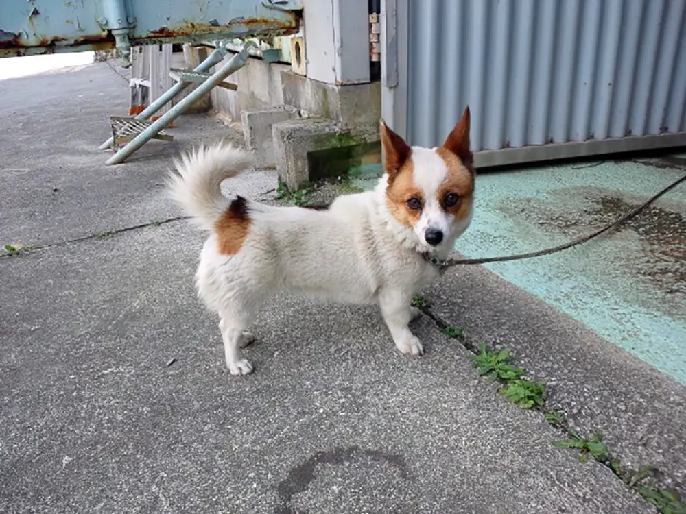犬の記念日 動物の記念日 犬にまつわる記念日は日本にも外国にもある 子犬の記念日