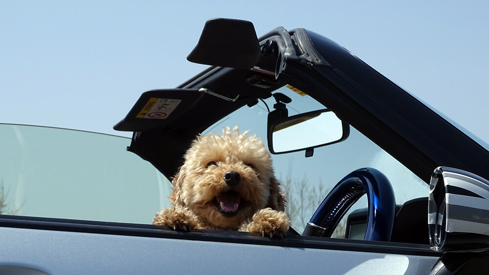 犬とドライブ