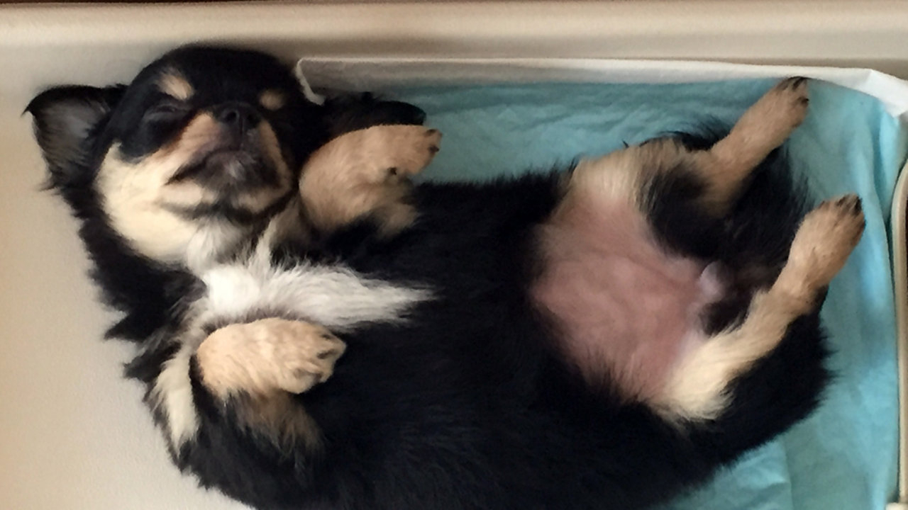 重曹で部屋に充満する犬のニオイを一掃 消臭したい ビネガースプレーでおしっこのにおいを中和も 子犬の記念日