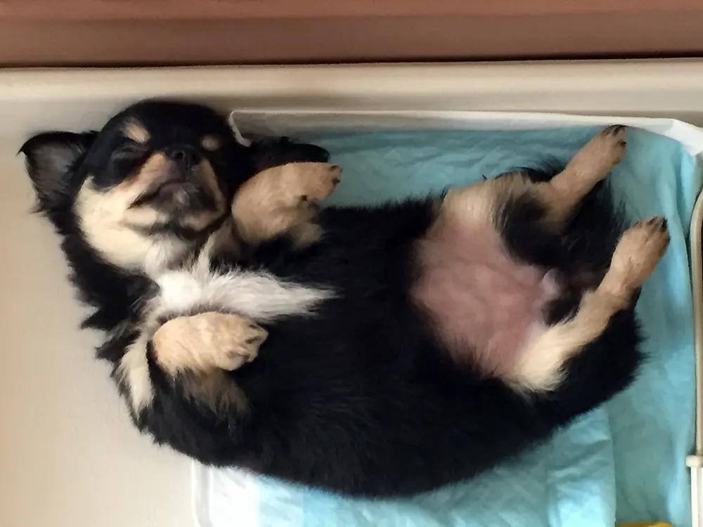 重曹で部屋に充満する犬のニオイを一掃 消臭したい ビネガースプレーでおしっこのにおいを中和も 子犬の記念日