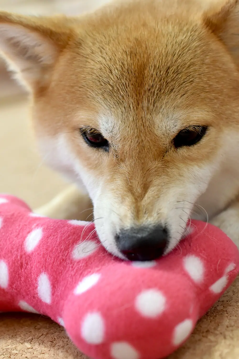 重曹で犬のおもちゃをドライシャンプーする においや汚れは取れるのか 子犬の記念日