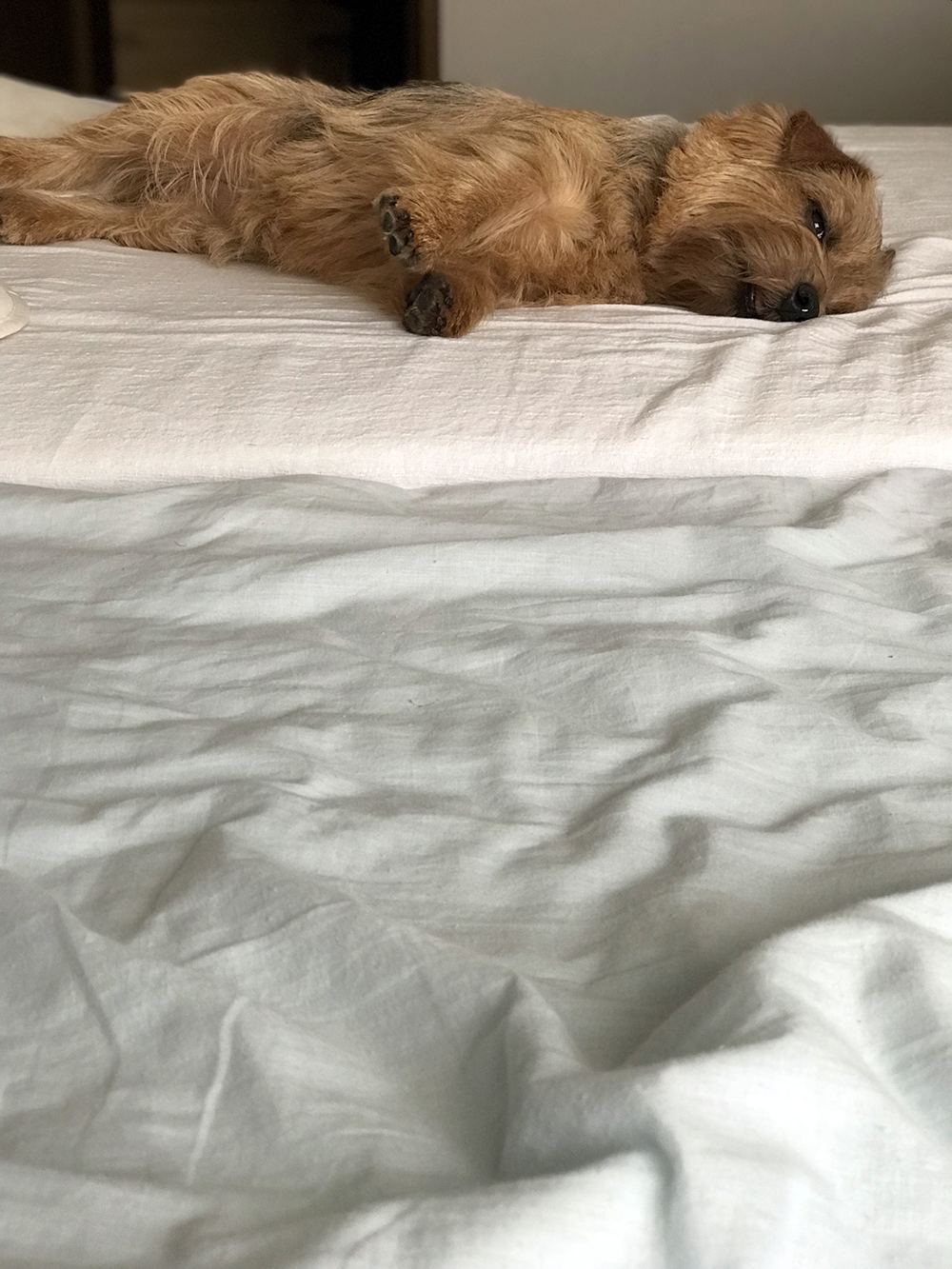 ベッドの犬