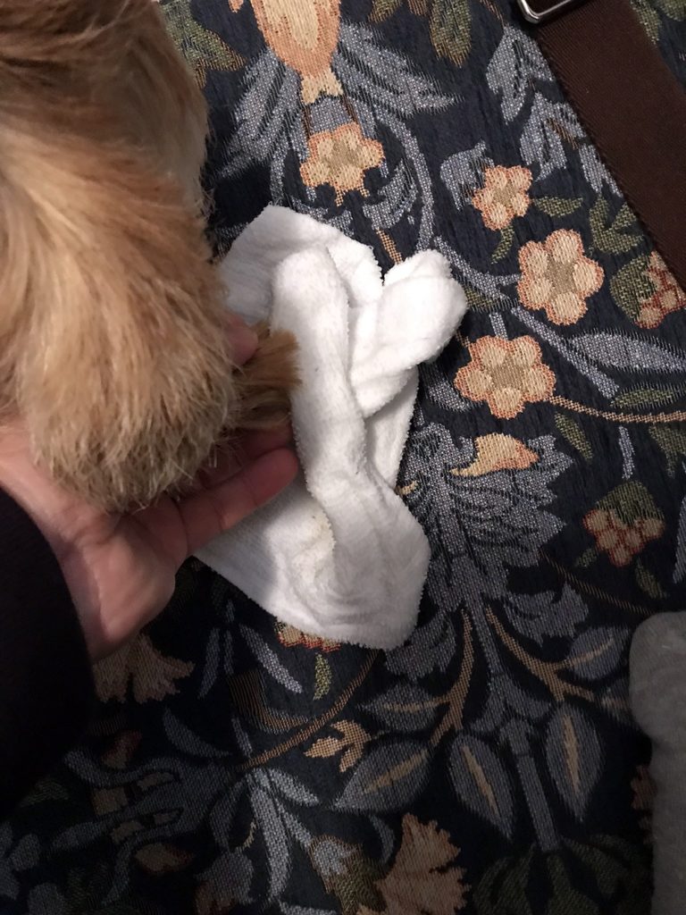 肉球をふく