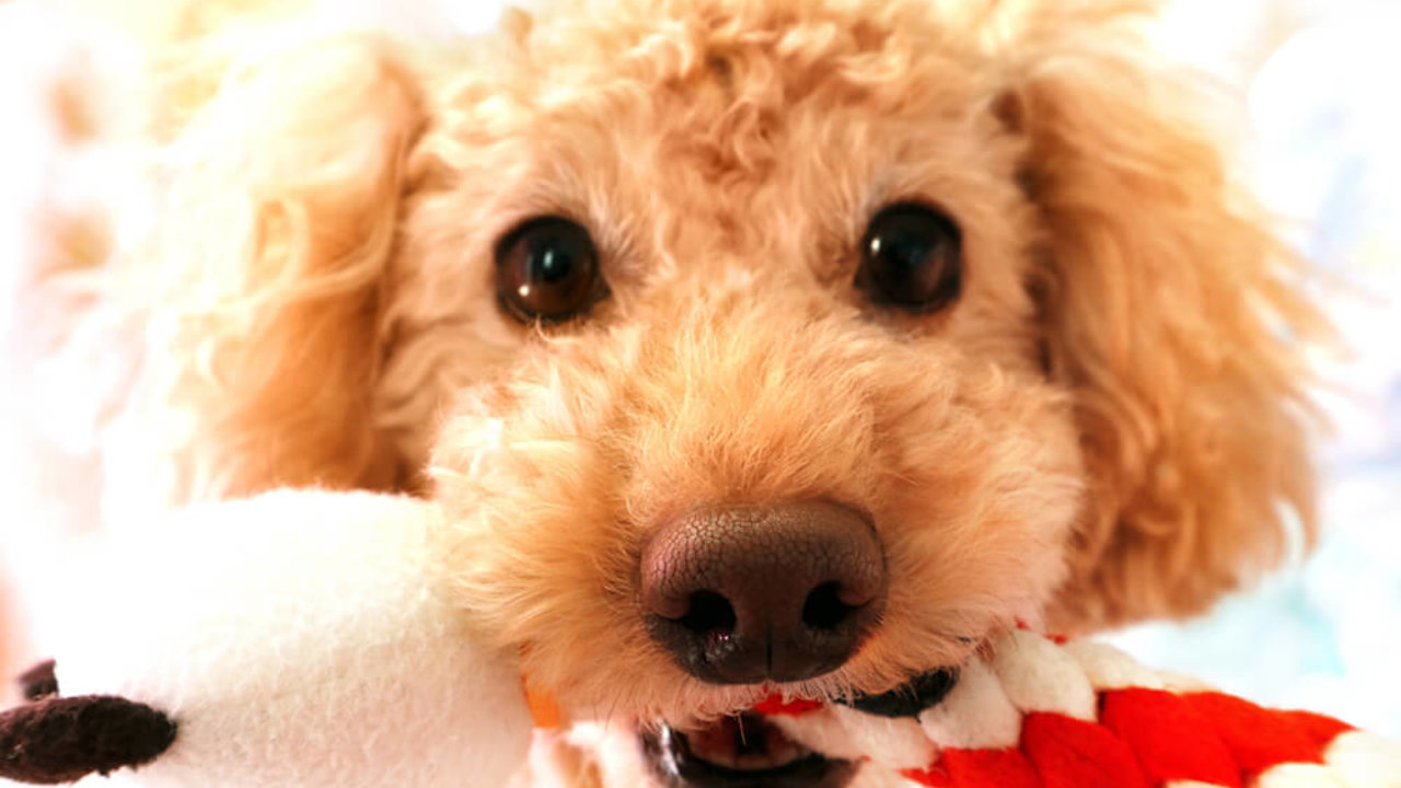 2022年のクリスマス クリスマスの犬のロープのおもちゃ歯が生えるための子犬の噛むおもちゃ小中大のペットの歯が生えるトレーニング 木の杖の骨のための耐久性のあるインタラクティブなギフト装飾リングジンジャーブレッドマンエルクストッキング B a butternutbooks.com