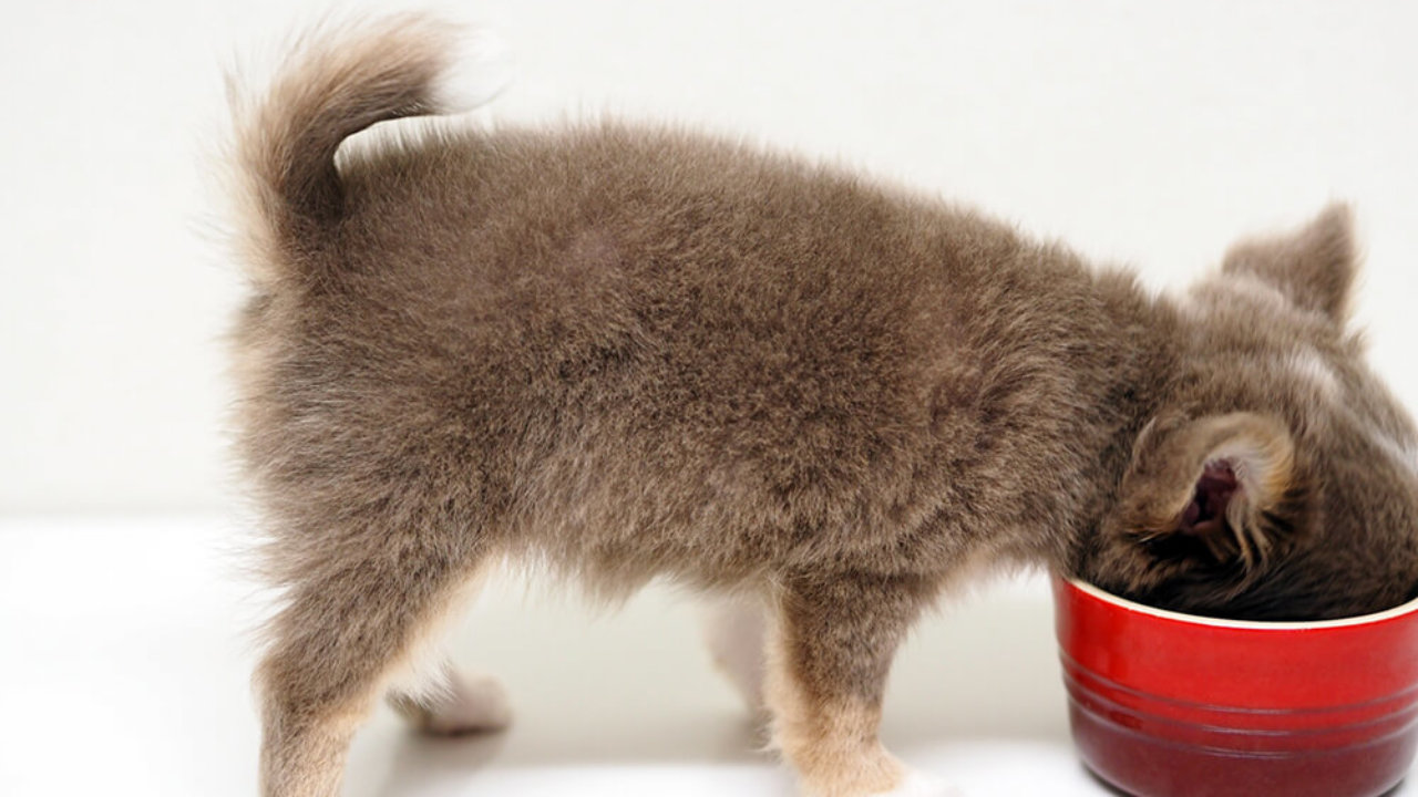 犬に味覚はあるのか 鈍感なの それとも味覚はないのかな 甘みは好きらしい 子犬の記念日