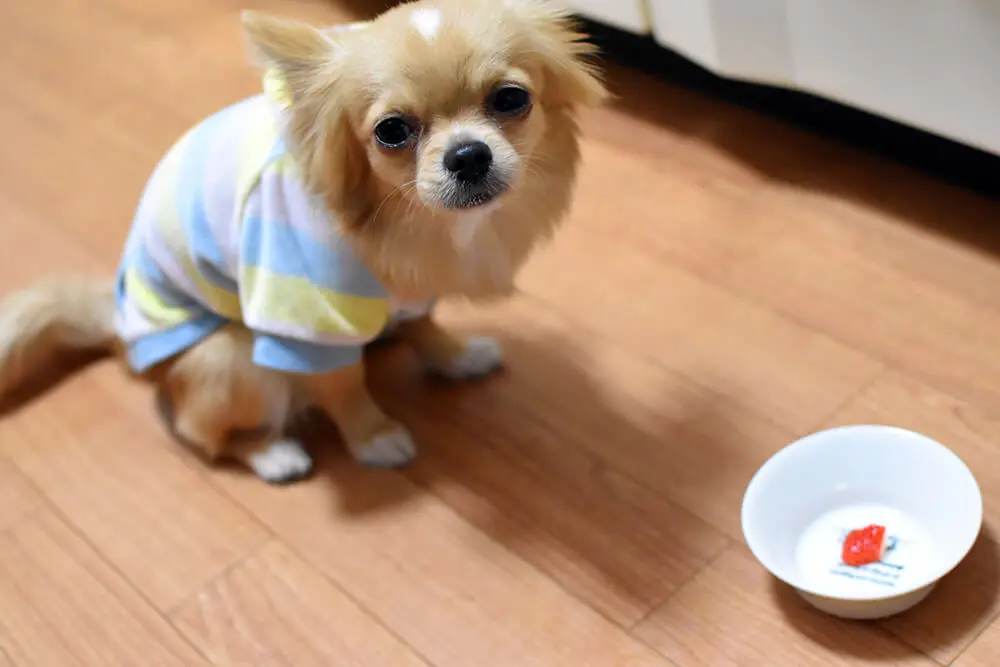 子犬がご飯 残す フードを食べない 下痢は 病気かわがままか理由を見極めよう 子犬の記念日