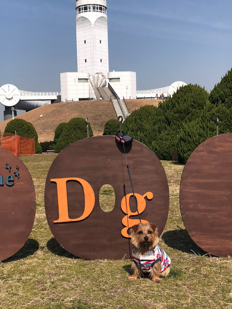 横浜港シンボルタワー　ドッグランには弁当持参で長時間が吉！ 犬種ごとのイベント多数！