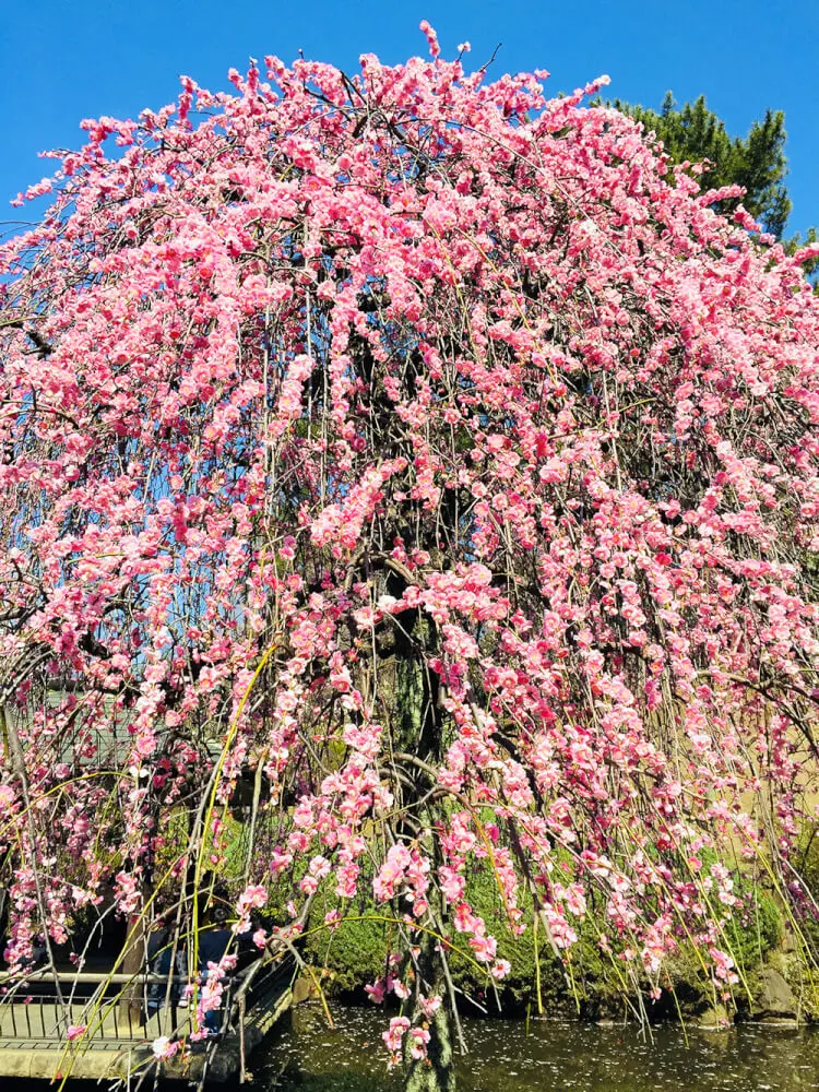 大倉山梅園 犬と観梅の梅まつり 駐車場は駅前を狙う お土産はパン 横浜 子犬の記念日