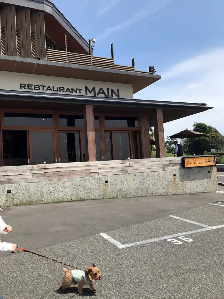 レストラン Main のテラスで犬と洋食ランチ 絶景の稲村ヶ崎海岸へ 鎌倉 子犬の記念日
