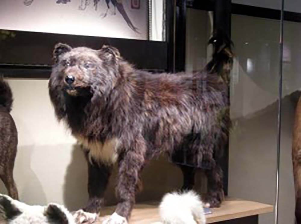 タロ ジロ の剥製があるって知っていた 樺太犬とは 南極物語で有名 子犬の記念日