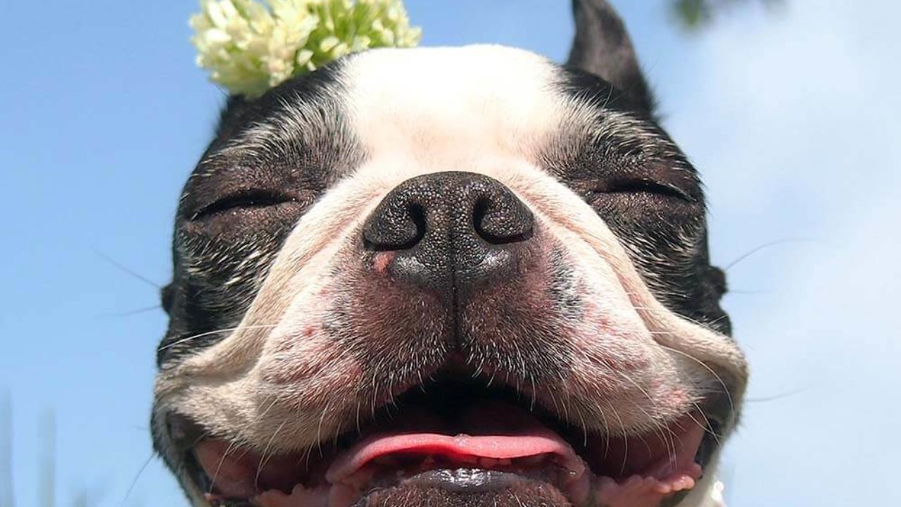 犬は笑うのか 犬が笑う画像や動画を集めたよ いや 笑っているように見えるだけなのか 子犬の記念日