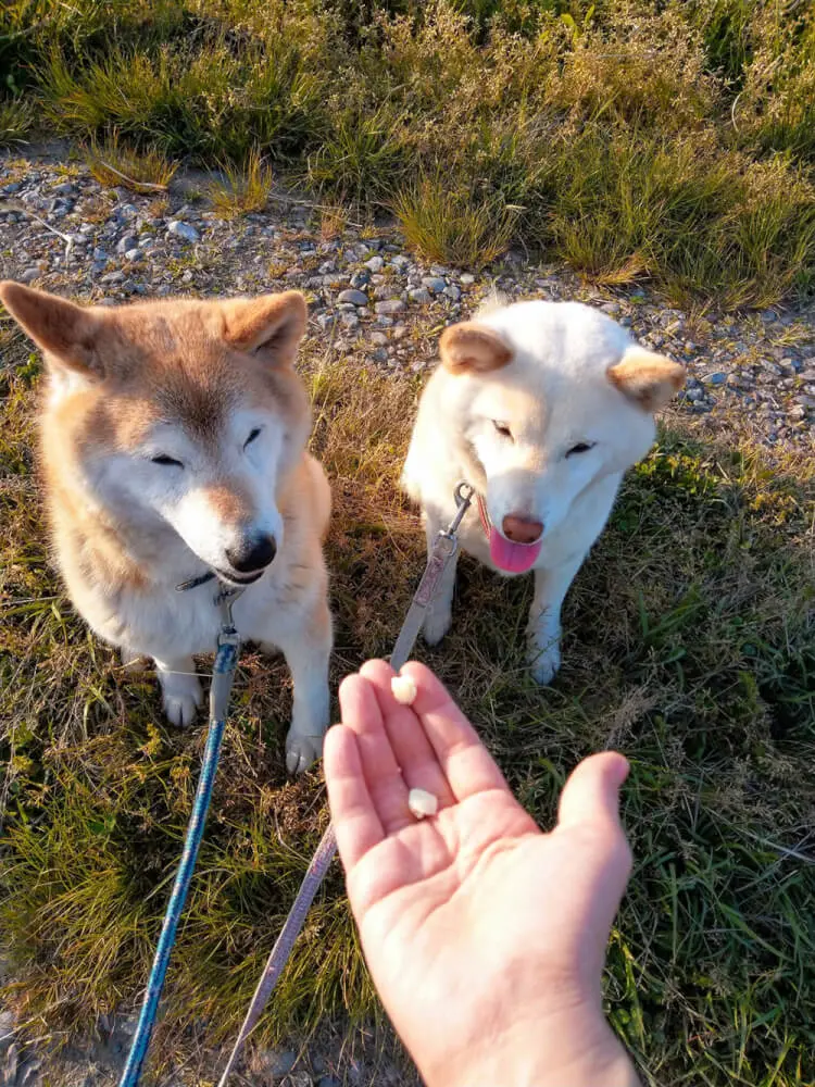 犬が餌を手からしか食べない ご飯食べないのに手であげると食べる