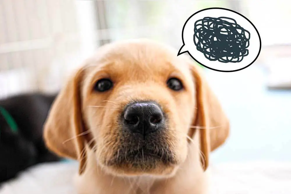 犬がストレスで臭い 飼い主が落ち込むと 犬もブルーになる 原因や対処法を考える 子犬の記念日