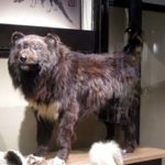 タロ ジロ の剥製があるって知っていた？ 樺太犬とは？南極物語で有名