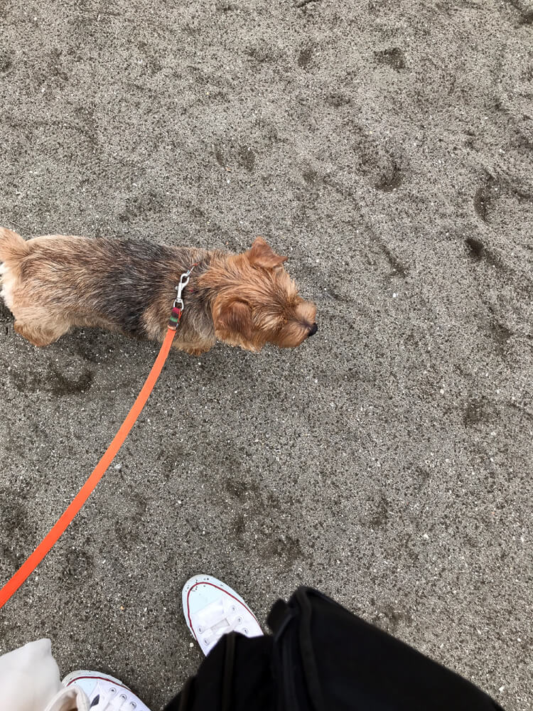 浜辺の犬