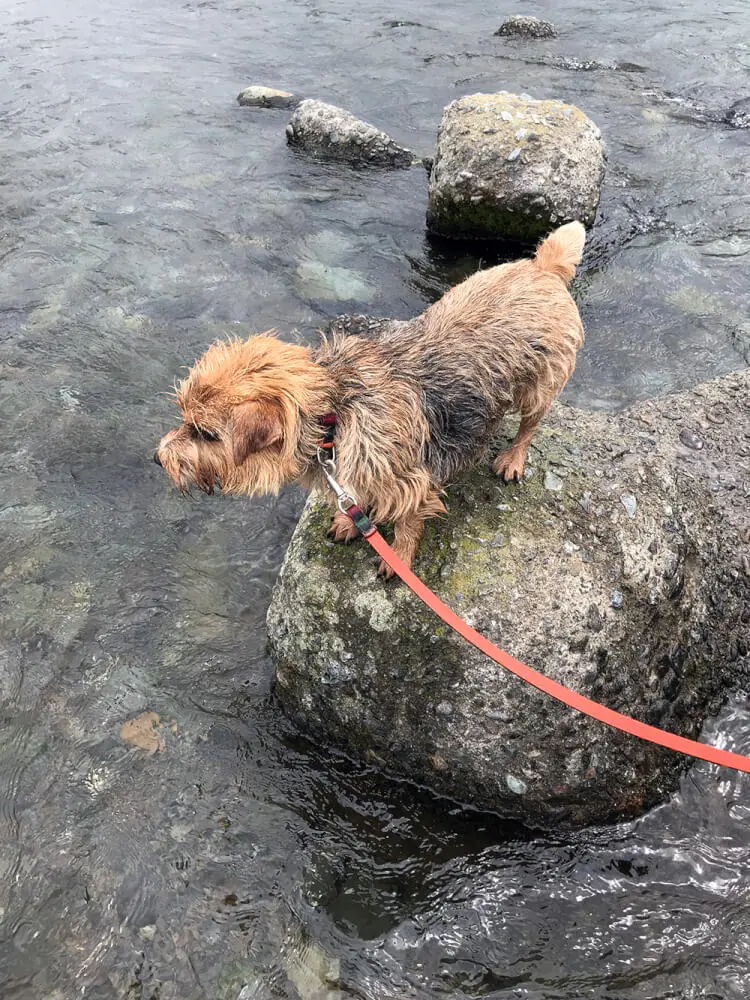 田代運動公園沿いの中津川に犬と行く 駐車場は河川敷 子犬の記念日