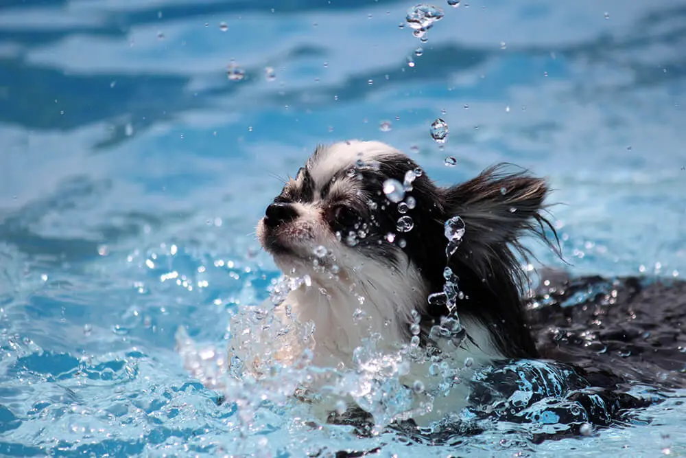 夏の犬散歩 時間は何時が適切 アスファルトに手を触れてみよう