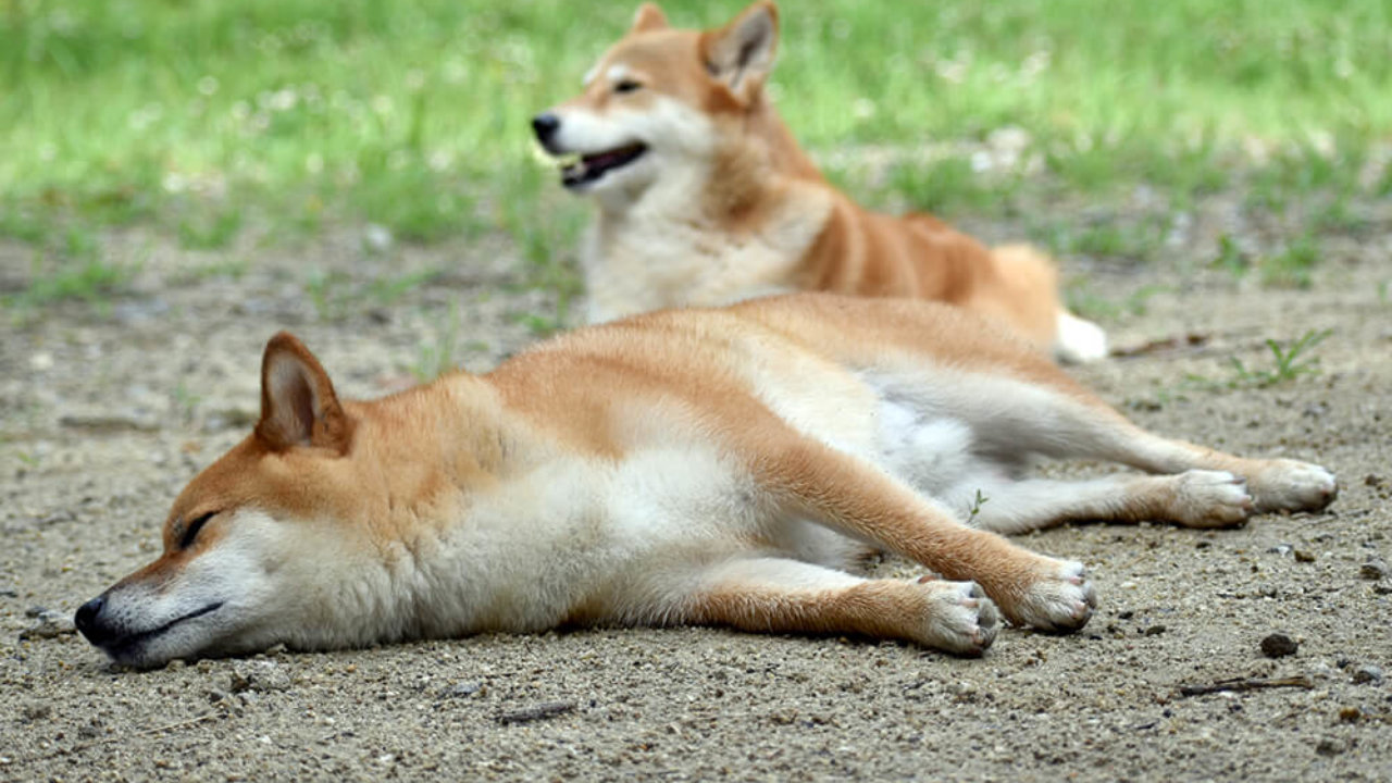 犬がミミズを食べた 匂いにひかれた 寄生虫は大丈夫 犬がミミズを好きな理由 子犬の記念日