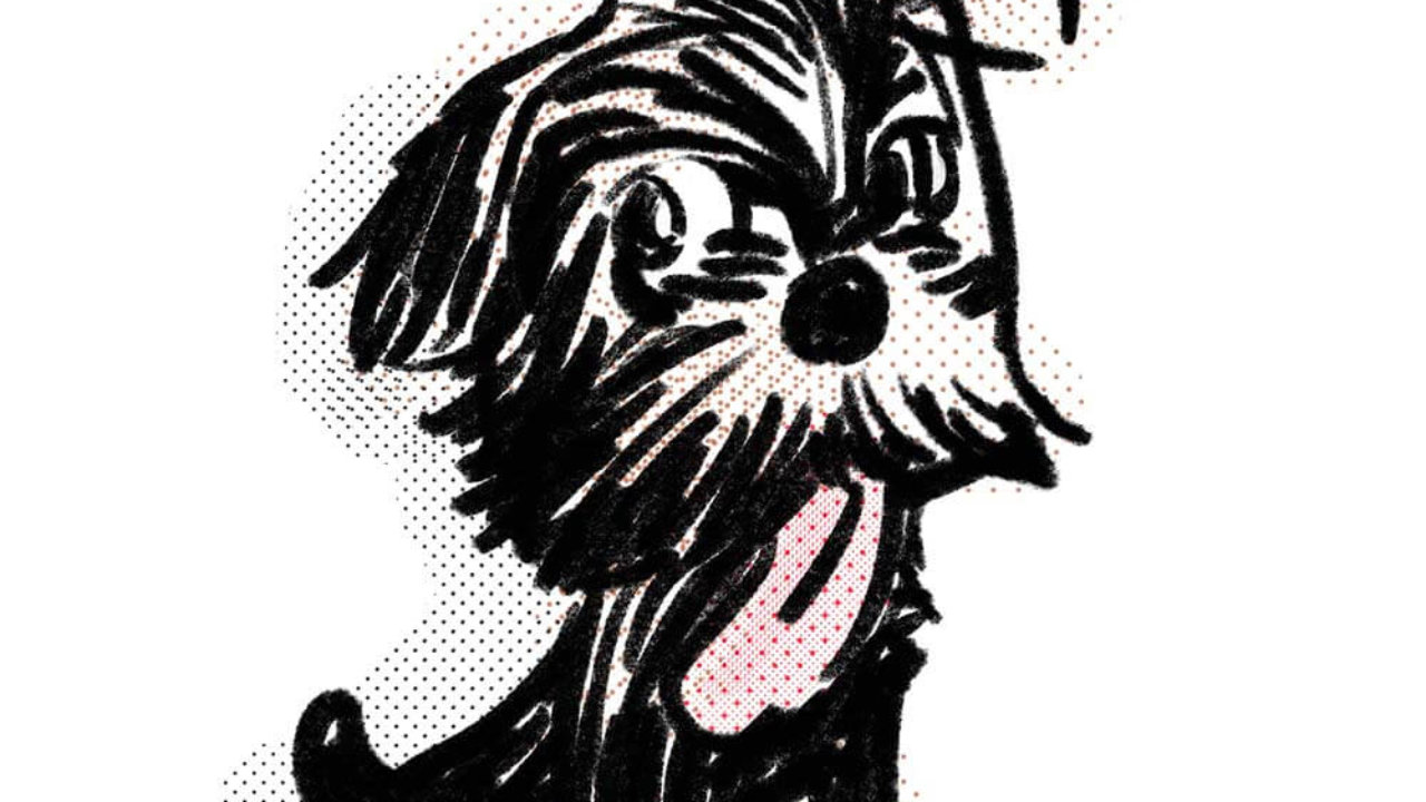 犬がマウンティングを人の足に 腕に やめさせるには 子犬の記念日