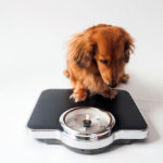 太りやすい犬種　太りにくい犬種　肥満を解消するダイエットのやりかた