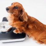 犬の太り過ぎ　 ダイエット4週目　6.6→6.3キロに　将来の病気、怪我を警戒しよう