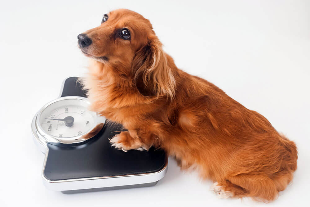 犬の太り過ぎ　 ダイエット4週目　6.6→6.3キロに　将来の病気、怪我を警戒しよう