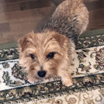 犬の太り過ぎ　一週間後の結果　ダイエットはうまくいったのか？　さらに獣医で歯石とり